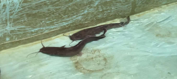 В Мангистау выращивают африканского сома