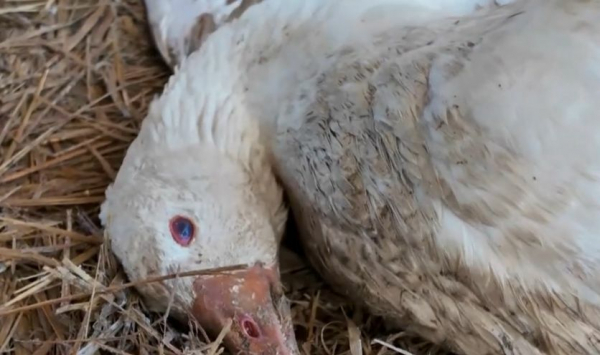 Гусиный переполох