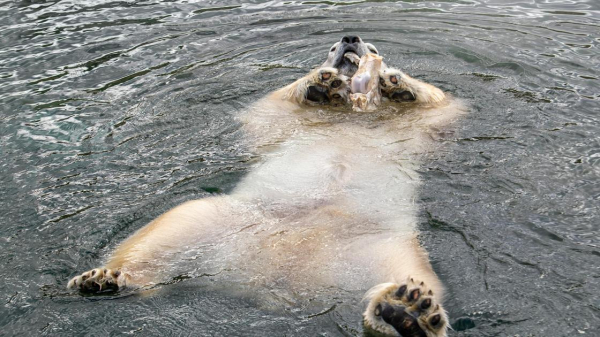 Белый медведь из Праги умер в зоопарке Алматы: в Чехии потребуют провести расследование