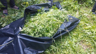 Плантацию марихуаны отобрали полицейские у жителя Акмолинской области