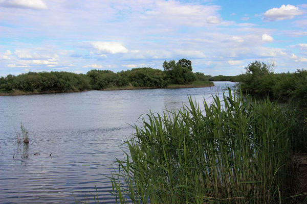 Тысячи мальков после паводков оказались отрезанными от большой воды