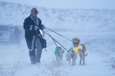 Казахские тазы снова доказали силу и выносливость