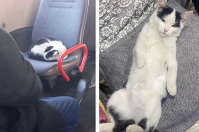 Кот катается в автобусе в Уральске: хозяйка узнала пропавшего питомца по фото из соцсетей