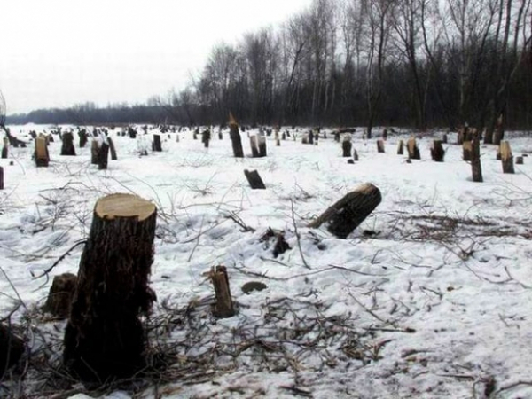 Незаконная вырубка леса пресечена в Костанайской области