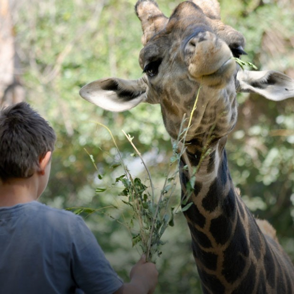 Что происходит в алматинском зоопарке?