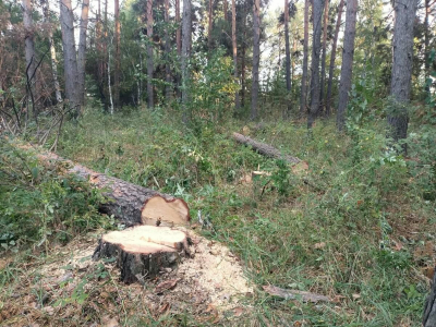 Вырубку более 500 сосен и берез расследуют в Акмолинской области